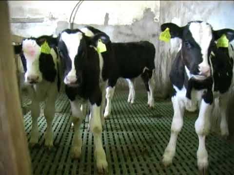 A group of black and white calves stand on a grated floor with yellow tags on their ears