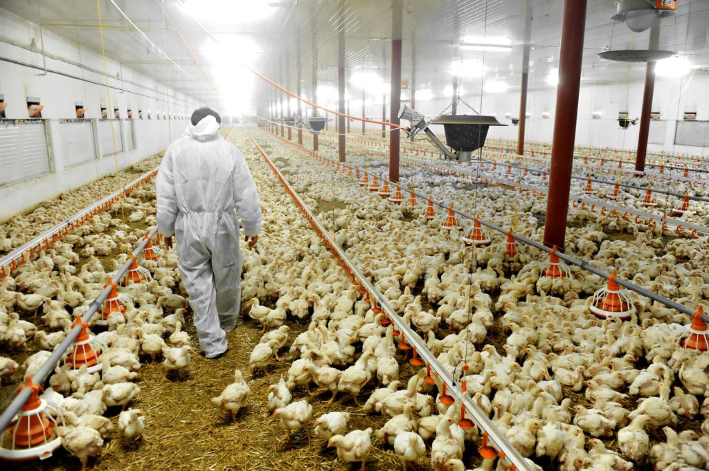 Farm Lighting for Poultry Production