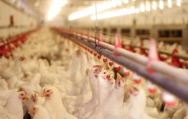 Poultry Farm Lighting for Agriculture