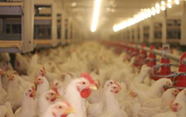 HATO Lighting for Poultry Production