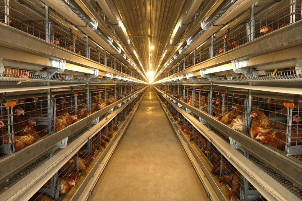 HATO lighting for poultry farming