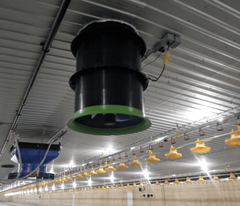 Importance of Ventilation in Poultry Housing