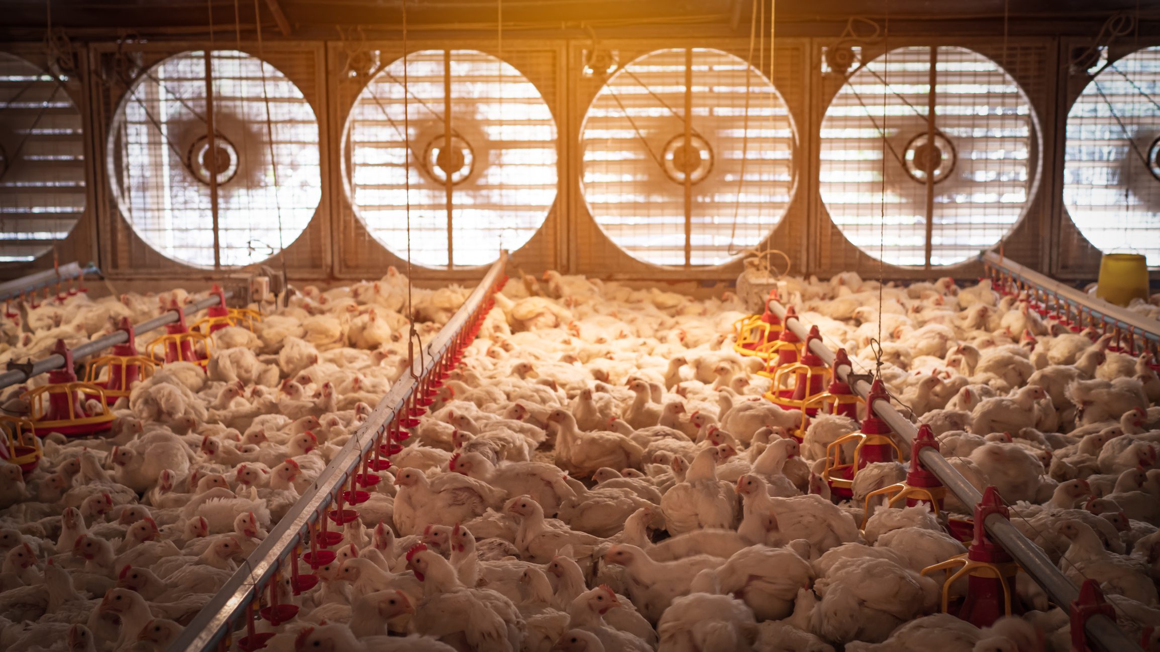 Poultry farming barns with proper ventilation systems