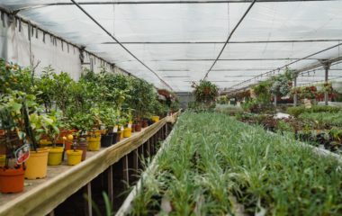 Soilless substrates for Horticulture Farming